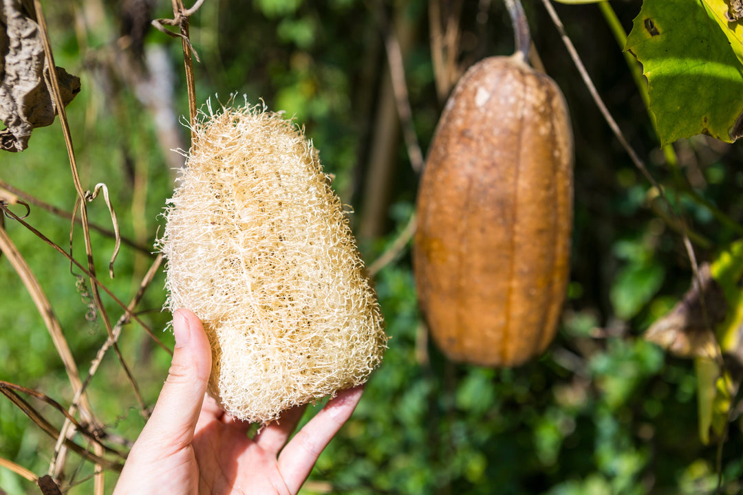 Linuka — The Wild Loofah Ancestral Skin Scrubber